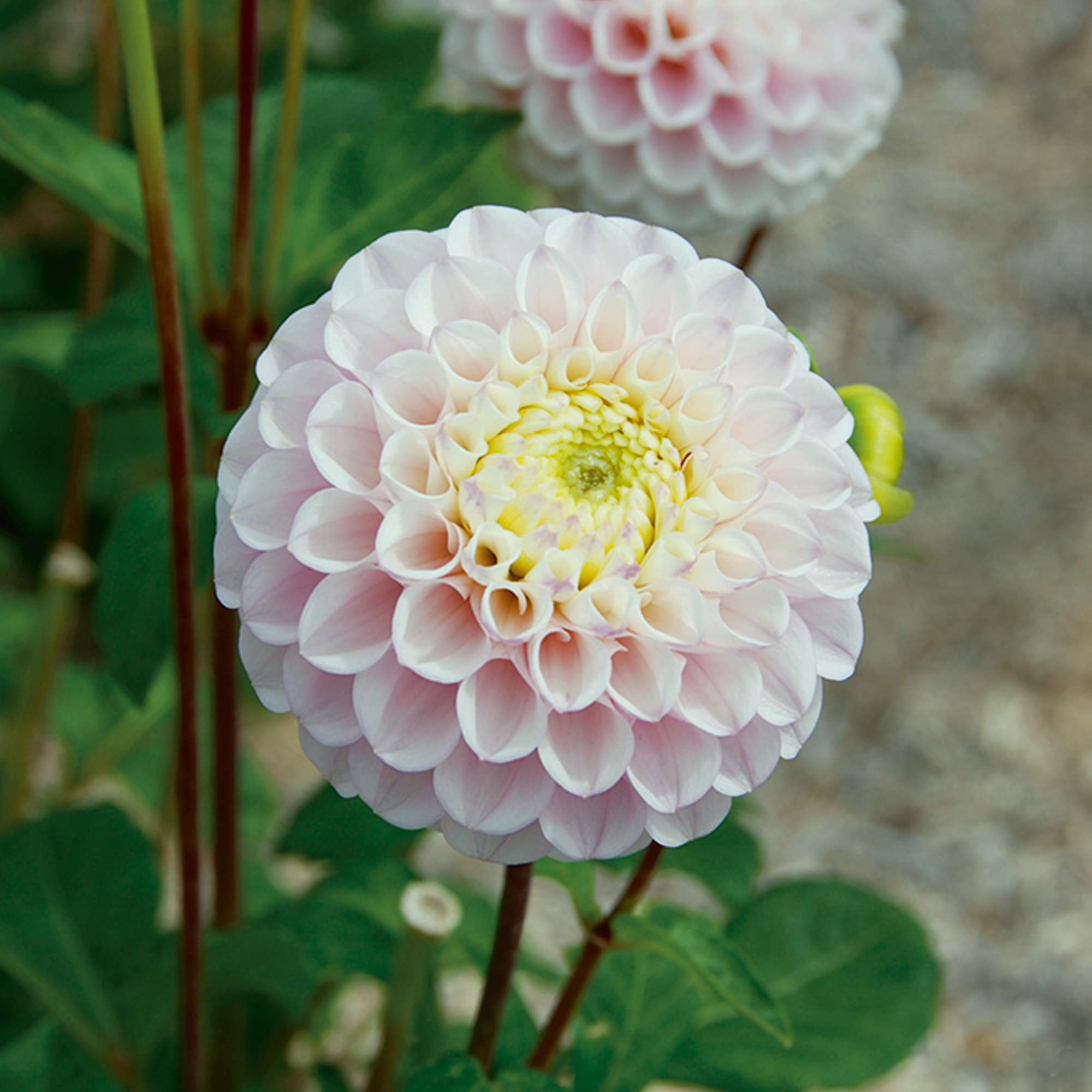 Dahlia 'Eclaireur'